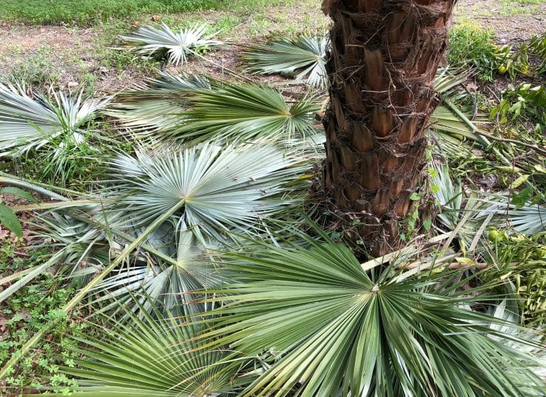 Arborist pruning palm tree branches and leaves in park setting.
