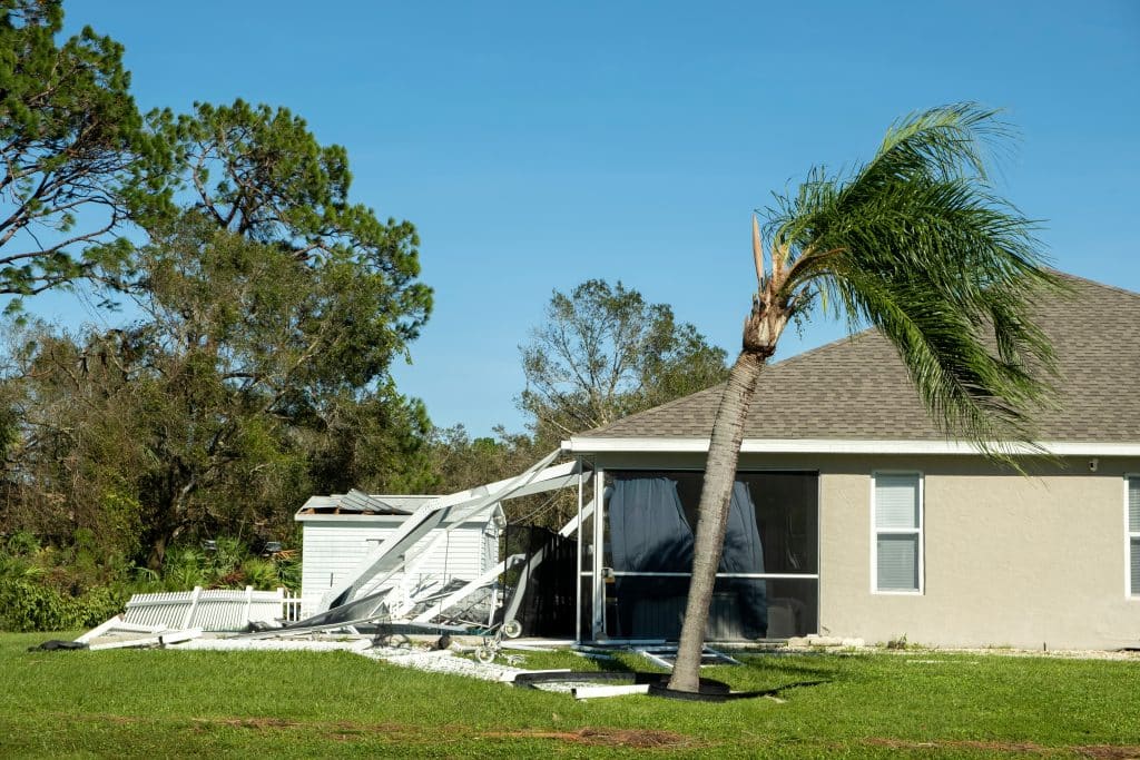 Fallen palm tree damage after hurricane in Florida.